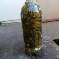 فروش خیارشورخونگی