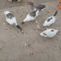 5 تا غاز|حیوانات مزرعه|بروجرد, |دیوار