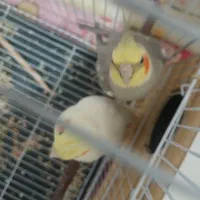 عروس هلندی نروماده|پرنده|زهک, |دیوار