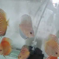 ماهی دیسکس|ماهی|اندیشه, شهرک مریم|دیوار