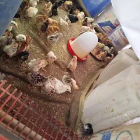 جوجه ۷ روزه از دستگاه جوجه کشی