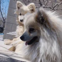 سگ پاکوتا پامرانین|سگ|تویسرکان, |دیوار