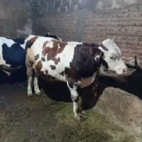 ۳عدد گوساله نر