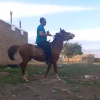 اسب