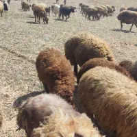 گوسفند همراه با تعدادی بره