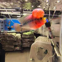 فلاور درجه یک|ماهی|فولادشهر, B4|دیوار