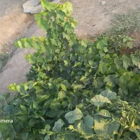 باغچه-1000متری