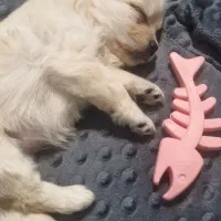 واگذاری سگ اشپیتز|سگ|جم, |دیوار