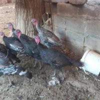 جوجه بوقلمون