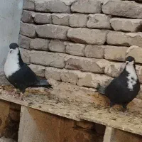 کرواتی کاکلی تمیز|پرنده|تربت‌حیدریه, قائم|دیوار