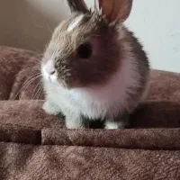 واگزاری رایگان خرگوش