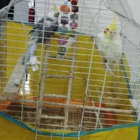 یک جفت عروس هلندی( نر و ماده )|پرنده|رشت, دیانتی|دیوار