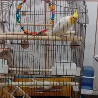 عروس هلندی|پرنده|امیدیه, |دیوار