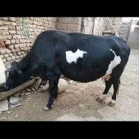 فروش گاو گوساله در روستای چنگوله