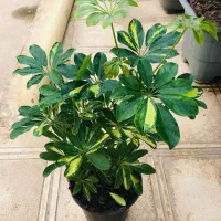 گل.کال ای|کنسول، بازی ویدئویی و آنلاین|بروجرد, |دیوار