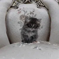 بریتیش بریتیش لانگ هیر