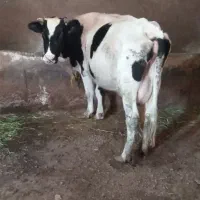 گاوشیری به همراه گوساله|حیوانات مزرعه|خوی, |دیوار