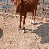 حمیدیه مسیر خسرج روستای علاونه فای