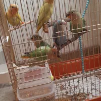 طوطی برزیلی