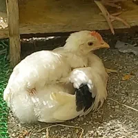 مرغ و خروس محلی تخم‌گذار برای فروش