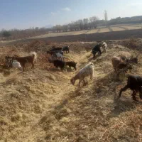 ۳۳عدد بزغاله بدون شیرکم همش دونه ۳۹۰۰