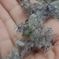 پونه و آویشن