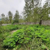 زمین مسکونی در بهترین لوکیشن گیلان