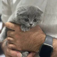 گربه خاص و عروسکی|گربه|قزوین, |دیوار