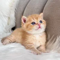 میوهاپ / زیباترین گربه‌ها برای شما