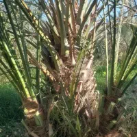 دیمیت کبکاب رایگان