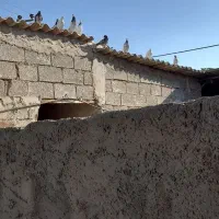 کبوتر شیخی دونه ۳۵۰تومان|پرنده|هندیجان, |دیوار