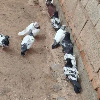 حدوداً 20تا هستش رو هم جفتی 450|پرنده|اهر, |دیوار