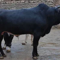 گوساله پرواری