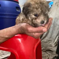 توله سگ زیبا