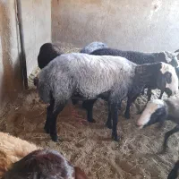 شیشک قوچ میش بره