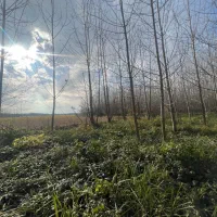 فروش زمین ۲۱۷۵۶ متر نزدیک خیابان اصلی|فروش زمین و ملک کلنگی|رشت, فخب|دیوار