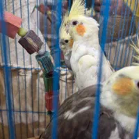 عروس هلندی|پرنده|امیدیه, |دیوار