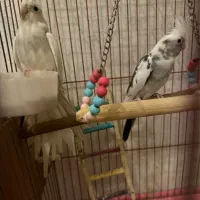 ۲جفت عروس هلندی مولد|پرنده|رامسر, |دیوار