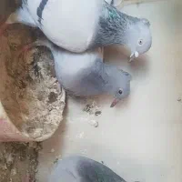 سبز دم سفید معاوضه|پرنده|شاهینشهر, شهرک گلدیس|دیوار