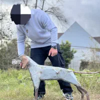 مجسمه سگ پوینتر (تولای گیلان)