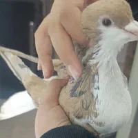 کبوتر خوشرنگ زرد پر گل سیاه نقاشی نر مست|پرنده|قزوین, |دیوار