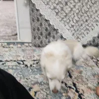 یکی سگ پاکوتاه نر