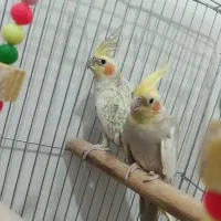 عروس هلندی|پرنده|کهک, |دیوار