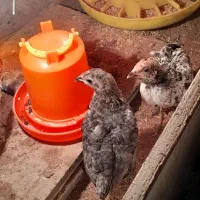 جوجه محلی ۲ماه و نیمه