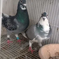 کبوتر ذات قرص