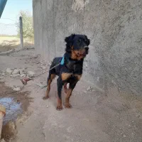 سگ شکاری|سگ|ضیاء آباد, |دیوار