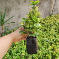 شمشادطلایی نایلکسی|گل و گیاه طبیعی|رشت, بازار|دیوار