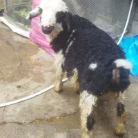 بره پلنگی درجه یک|حیوانات مزرعه|اندیمشک, |دیوار