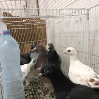 ۱۰عدد جوجه پرشی