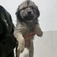 واگذاری توله اشپیتز|سگ|جهرم, |دیوار